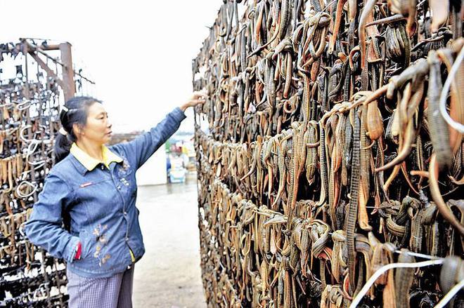 水蛭养殖致富人_养殖水蛭前景如何_养殖水蛭最大骗局是哪里