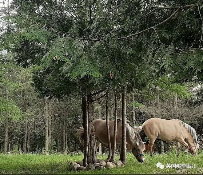 致富在家种植视频_在家种植致富_家庭种植致富项目