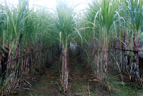 广西甘蔗种植技术_广西甘蔗种植致富_广西甘蔗种植基地视频