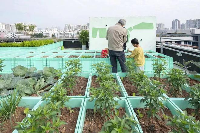 在家种植致富_室内种植致富_致富在家种植视频