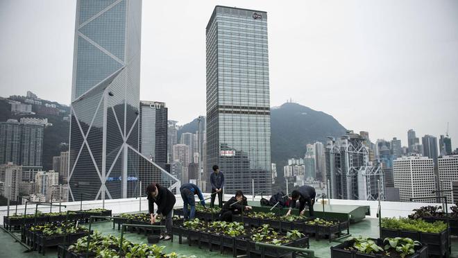 致富在家种植视频_在家种植致富_室内种植致富