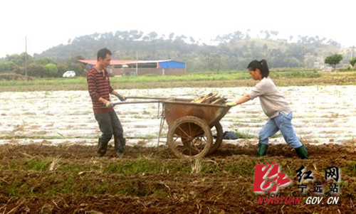 稳就业 强基础 富家乡丨宁远：甘蔗种出“甜蜜”致富路