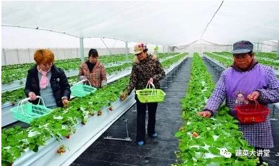 草莓种植技术大全与管理_种植大全草莓管理技术视频_种植大全草莓管理技术与方法