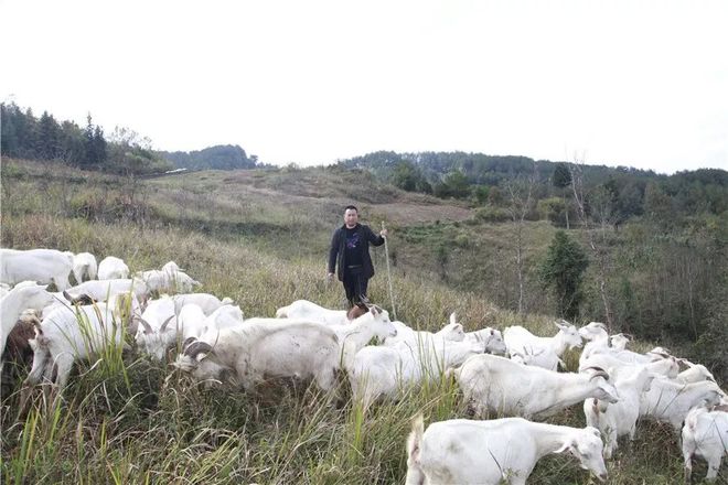 从28头到852头！安康这个“羊倌”，花十年让家乡山坡开满“羊”