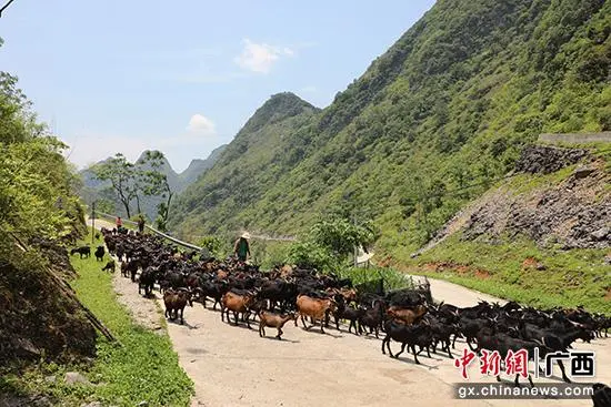 广西大化生态养殖七百弄山羊 唱响乡村振兴“新牧歌”