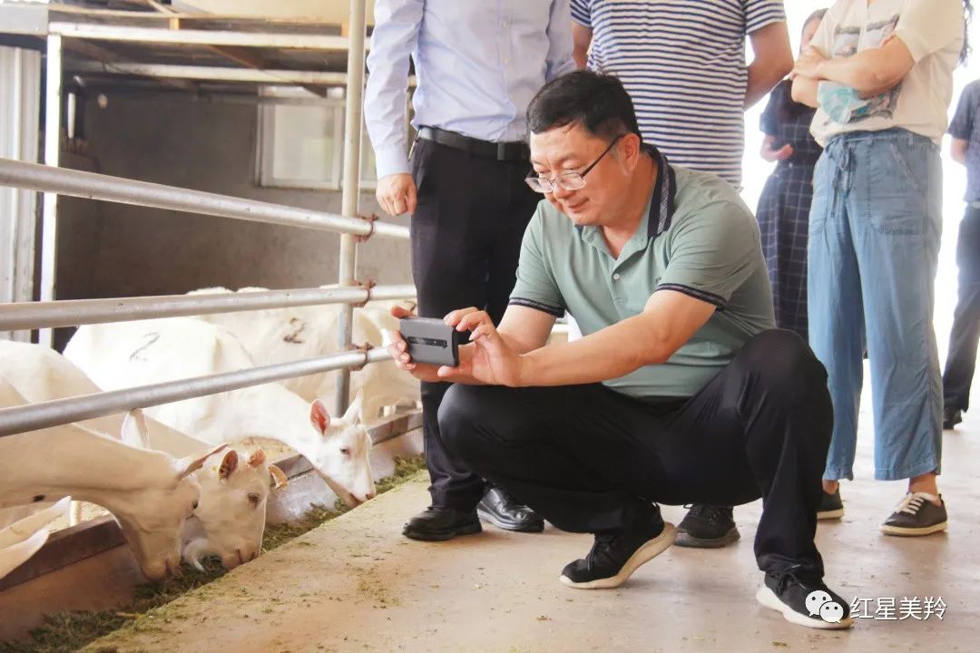 技术养殖种植羚羊学什么专业_羚羊养殖场_羚羊学养殖技术和种植技术