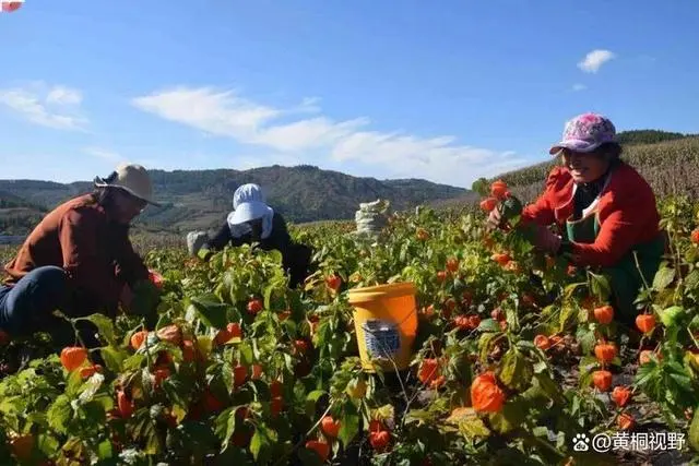 山林种植致富_农村山林种植什么赚钱_致富山林种植方案