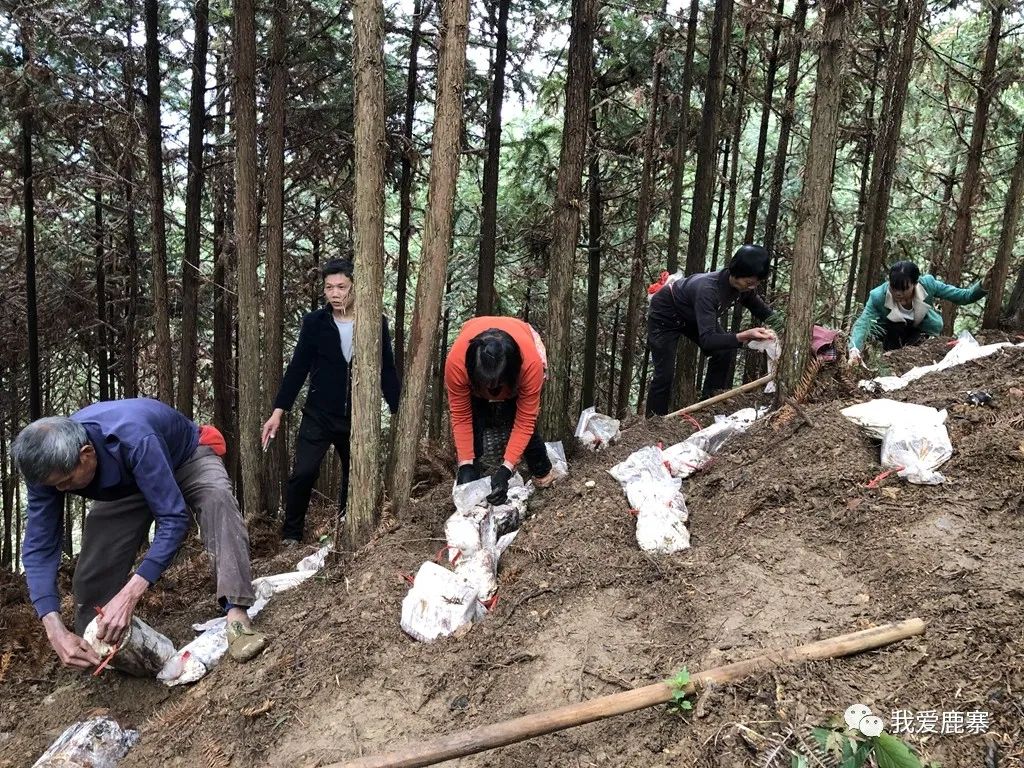 山林种植致富_农村山林种植什么赚钱_致富山林种植方案