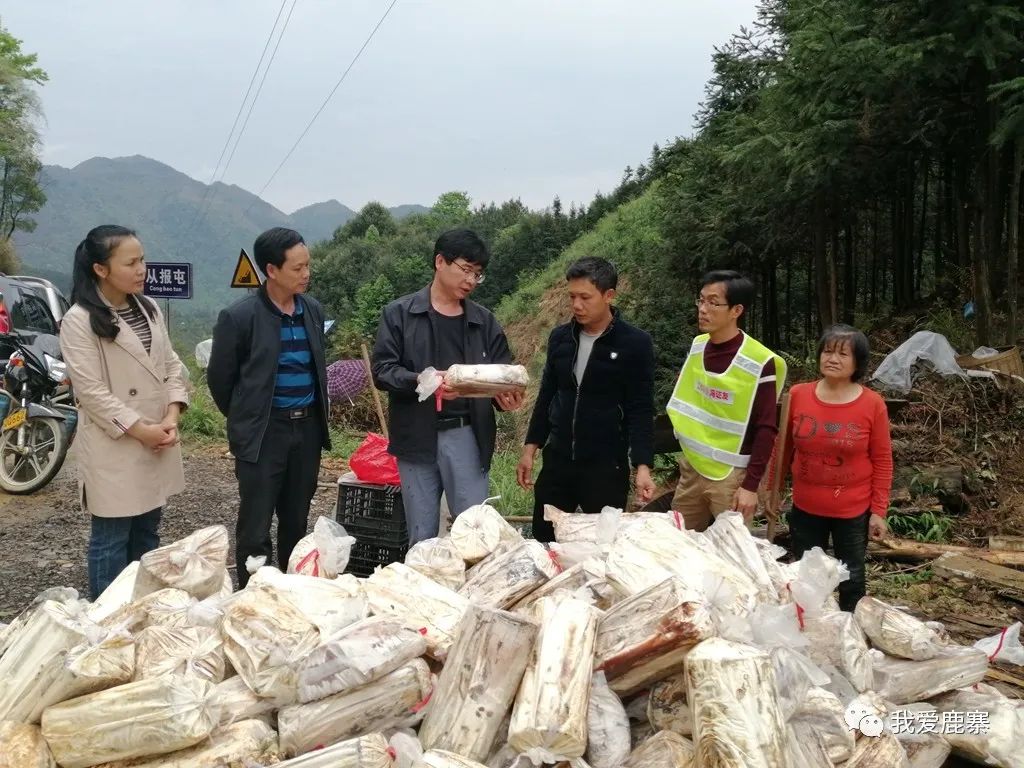 致富山林种植方案_山林种植致富_农村山林种植什么赚钱