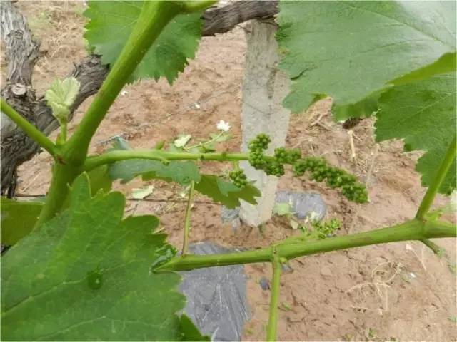 夏黑葡萄树苗_葡萄夏黑种植技术视频_夏黑葡萄的种植