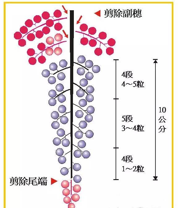 夏黑葡萄的种植_夏黑葡萄树苗_葡萄夏黑种植技术视频