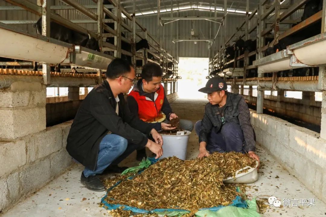 致富山羊养殖人群_致富山羊养殖人员名单_养殖山羊致富人