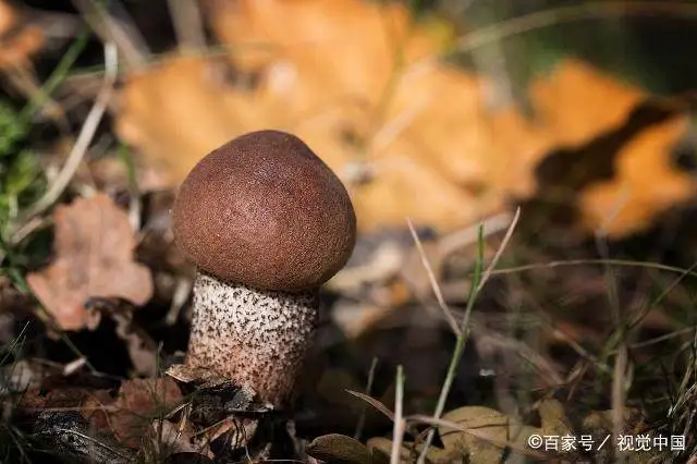 种植方法技术草菇图片_草菇种植技术视频_草菇的种植方法和技术