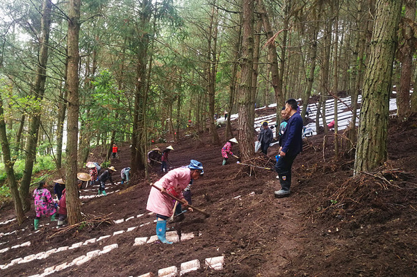 山林种植致富_农村山林种植什么赚钱_致富山林种植方案