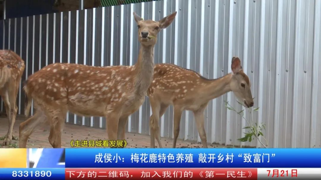 养殖梅花鹿技术要点_养殖梅花鹿技术视频_梅花鹿怎么养殖技术