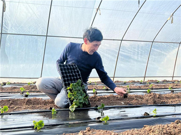 重庆种植基地_重庆种植什么最赚钱农村_重庆种植致富