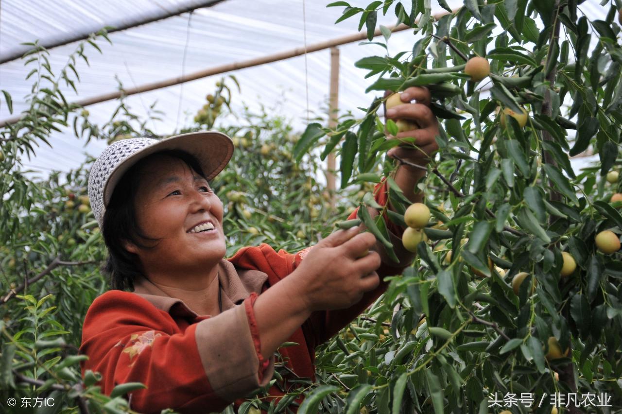 怎样种青枣树盆栽_青枣树种植技术_怎样种植青枣说明