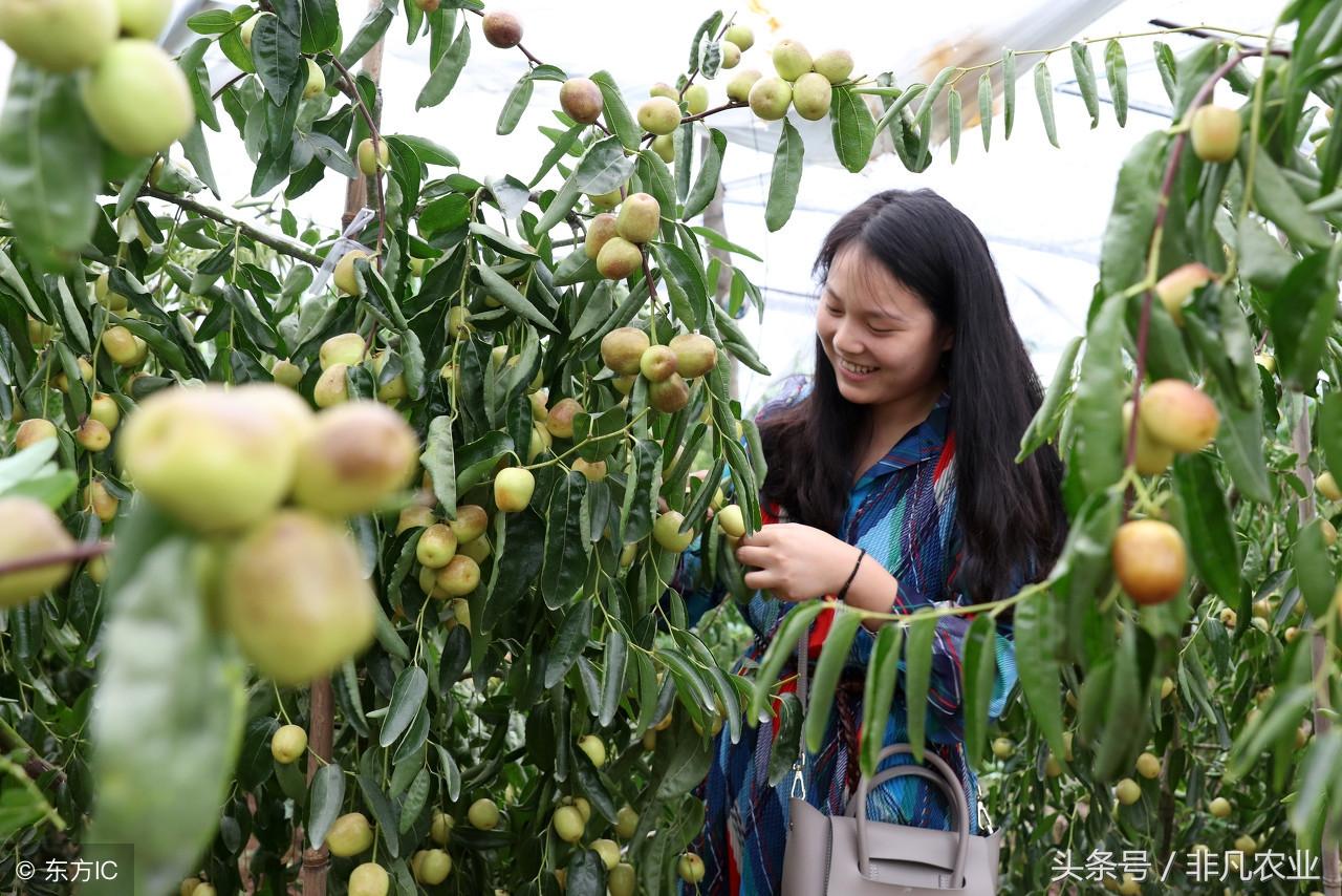 青枣树种植技术_怎样种青枣树盆栽_怎样种植青枣说明