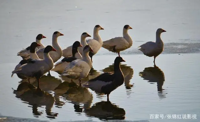 鱼塘鸭子养殖技术视频大全_鸭子养殖视频农广天地_养鸭子视频大全视频