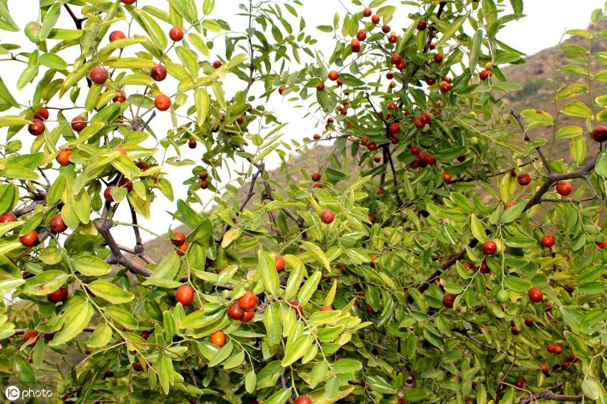 种青枣树怎么打理_青枣树种植条件_青枣树种植技术