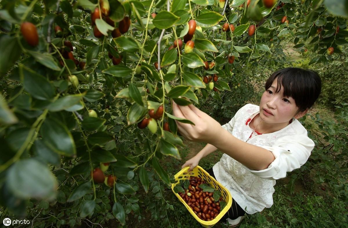 青枣树种植条件_种青枣树怎么打理_青枣树种植技术