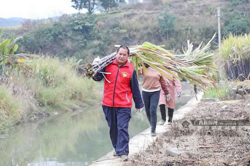 致富广西甘蔗种植视频_广西种甘蔗的优势条件_广西甘蔗种植致富