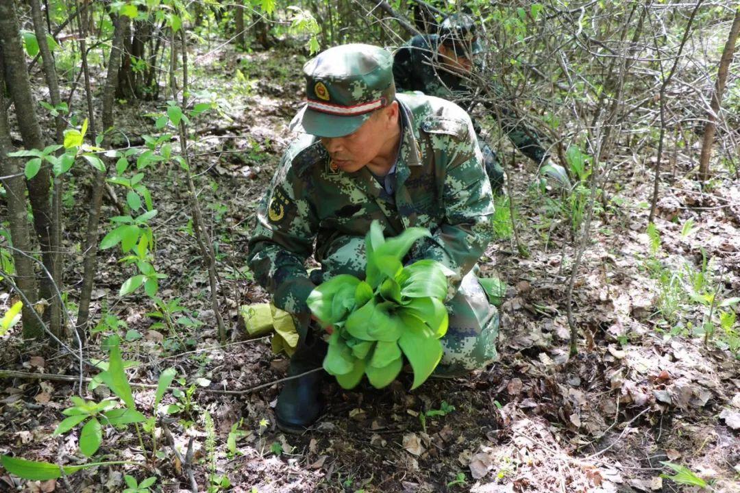 致富种植寒葱视频_致富种植寒葱图片_种植寒葱致富