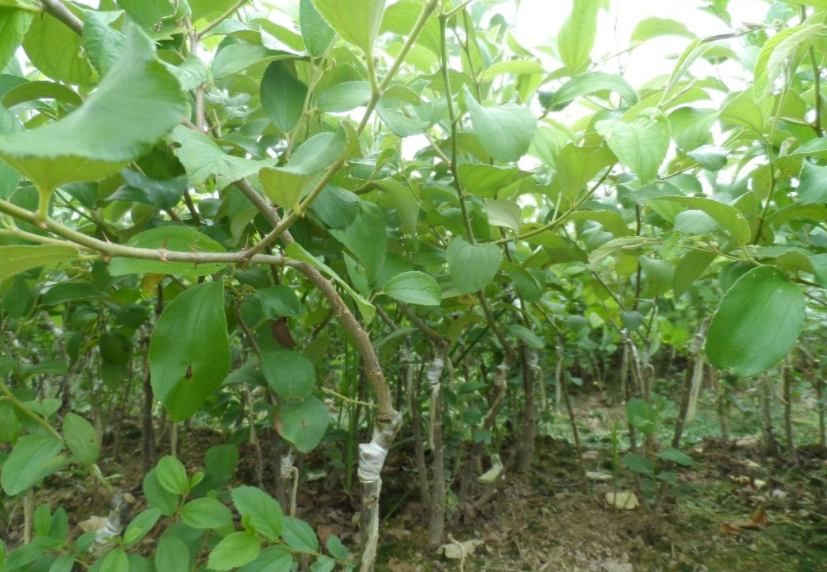 青枣树种植技术_怎样种植青枣说明_青枣树种植条件