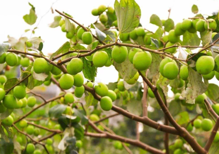 青枣树种植技术_青枣树种植条件_怎样种植青枣说明