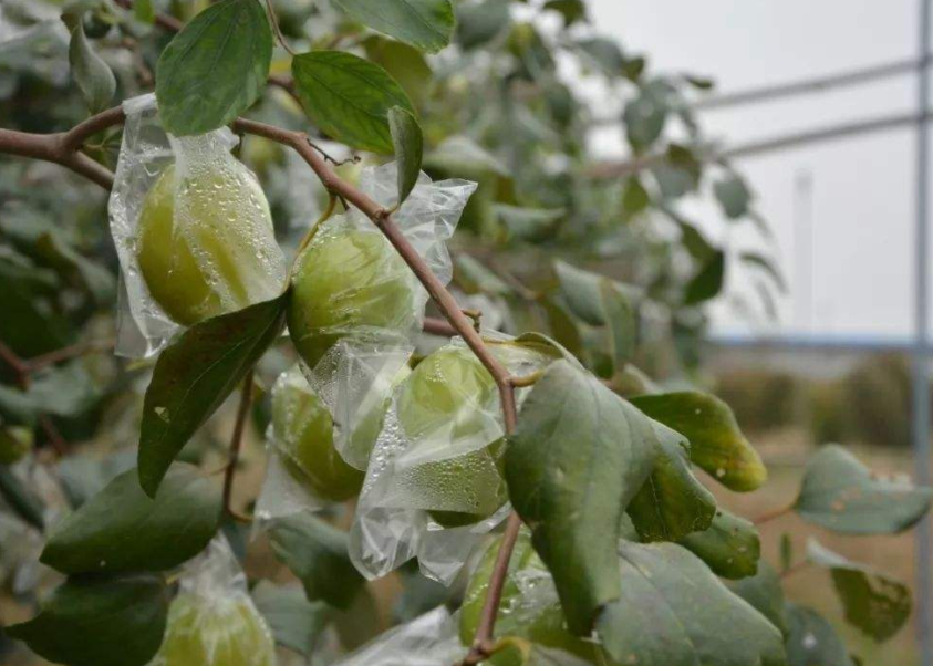 青枣树种植条件_青枣树种植技术_怎样种植青枣说明