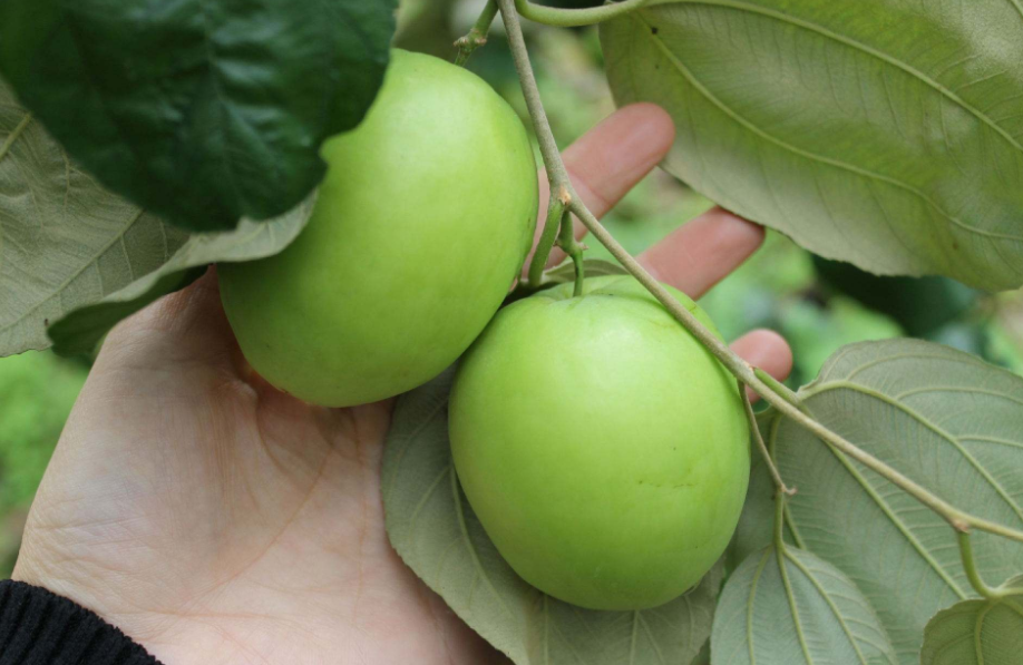 青枣树种植条件_青枣树种植技术_怎样种植青枣说明