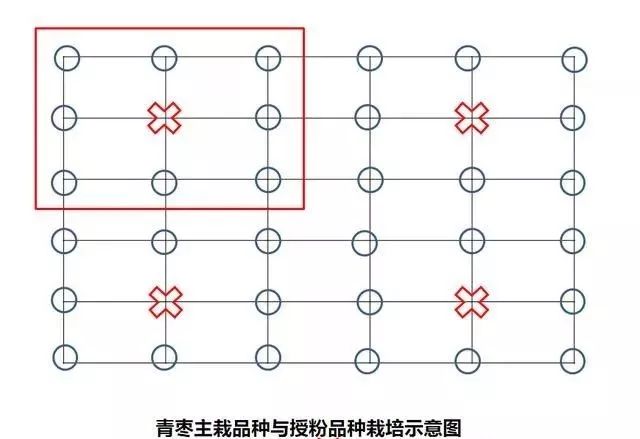 种青枣树怎么打理_种植青枣技术视频大全_青枣树种植技术