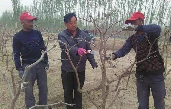 种青枣树怎么打理_种植青枣技术视频大全_青枣树种植技术