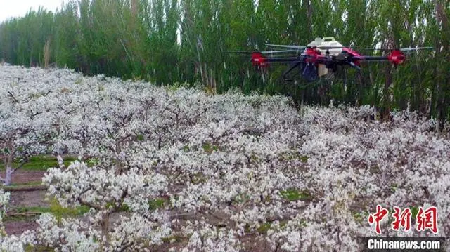 农业致富种植项目_农业种植致富合法吗_农村致富项目种植业