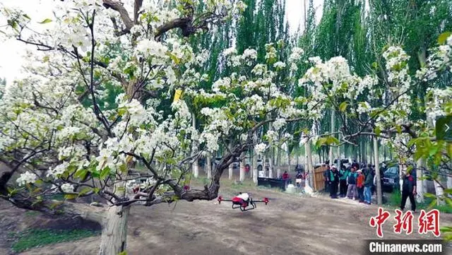 农业种植致富合法吗_农业致富种植项目_农村致富项目种植业