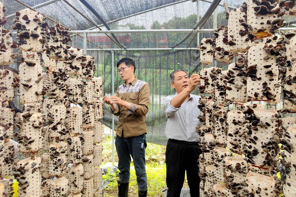 渭南木耳种植致富_陕南木耳种植基地_木耳种植基地视频