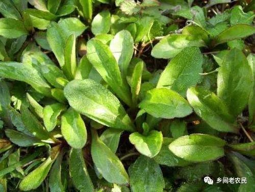 野莱种植技术_中国有机农业网野地瓜种植_种植野甘草有前途吗