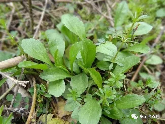 野莱种植技术_种植野甘草有前途吗_中国有机农业网野地瓜种植