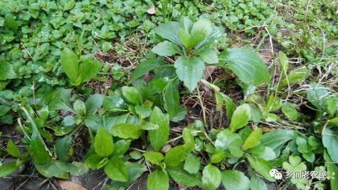 野莱种植技术_种植野甘草有前途吗_中国有机农业网野地瓜种植