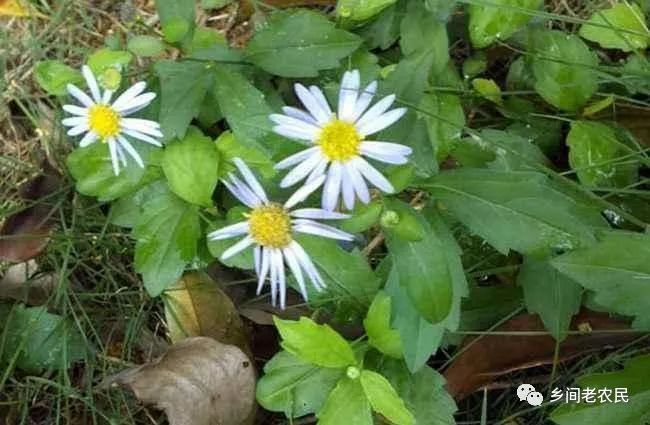 野莱种植技术_中国有机农业网野地瓜种植_种植野甘草有前途吗