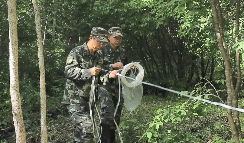 寒葱的种植_寒葱种植技术视频_种植寒葱致富