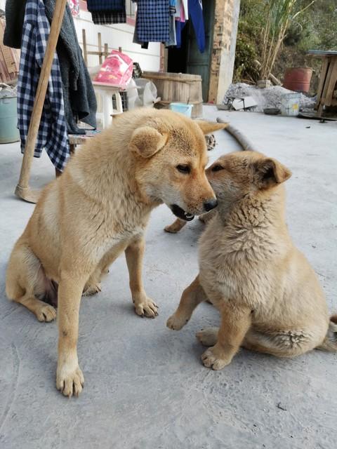 农业致富项目养狗_农村养殖致富养狗技术_农村致富养殖狗