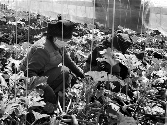 西藏适合种植的农作物_西藏农村种植致富_西藏种地有多少补贴