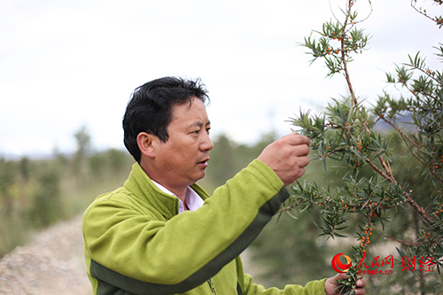 西藏种地_西藏农村种植致富_西藏农村种什么