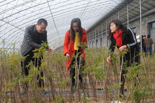 农村种植致富好项目（致富经一亩地赚60万种植，农村未来10大暴利行业）