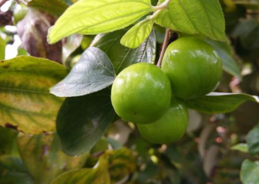 怎样种青枣树盆栽_怎样种植青枣说明_青枣树种植技术