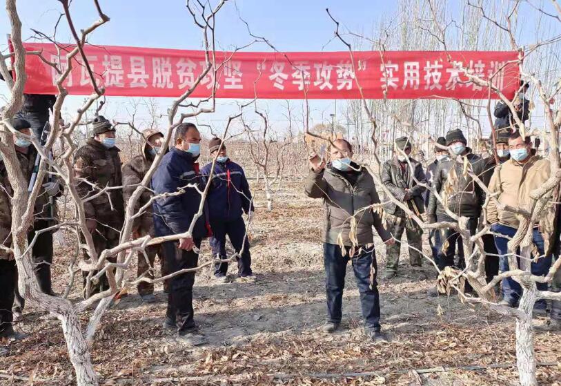 阿瓦提种植致富_阿瓦提农场采摘_阿瓦提大棚项目