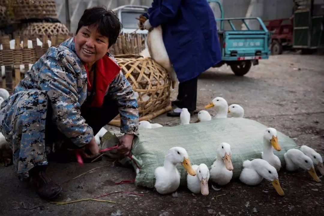 青头鸭养殖视频_青头鸭养殖技术_青头鸭养殖注意事项