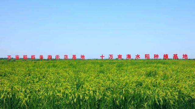 盐碱地种植_农村盐碱地适合种植什么_农村盐碱种植致富