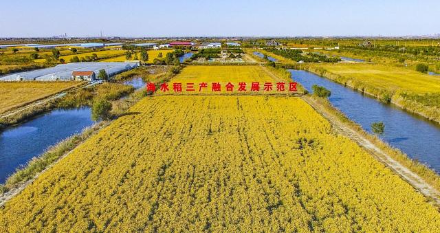 盐碱地种植_农村盐碱地适合种植什么_农村盐碱种植致富